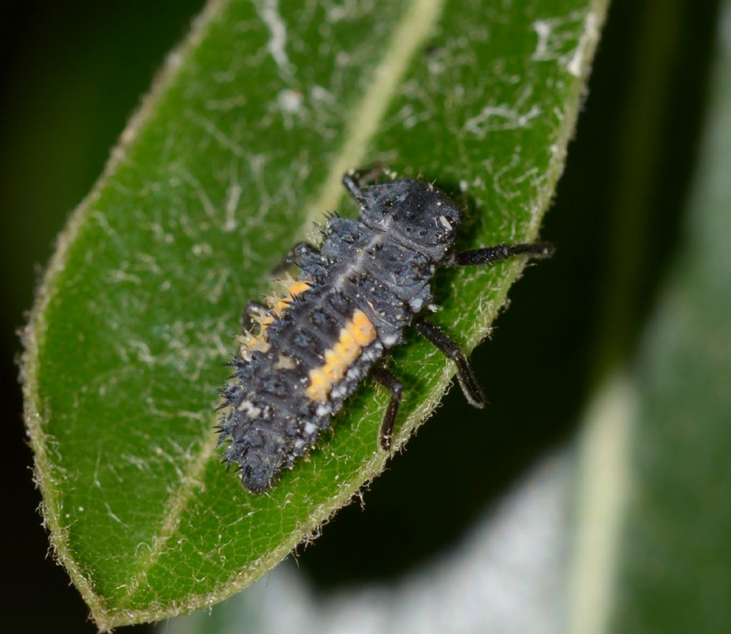 Adalia o Harmonia? Larve di Harmonia sp.e forse adulti di Adalia decempunctata